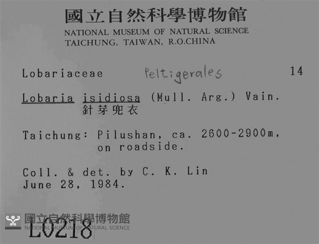 針芽兜衣藏品圖，第2張