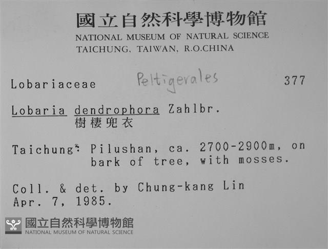 樹棲兜衣藏品圖，第2張