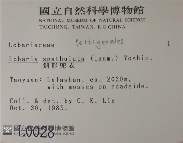 劍形兜衣藏品圖，第2張