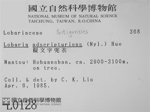 擬文字兜衣藏品圖，第2張