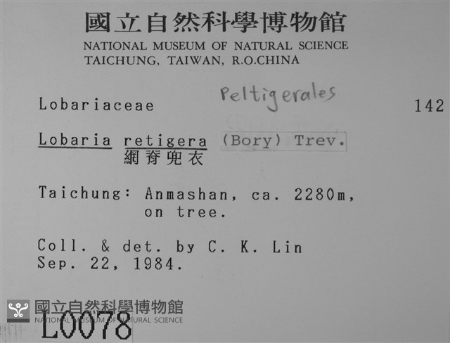 網脊兜衣藏品圖，第2張