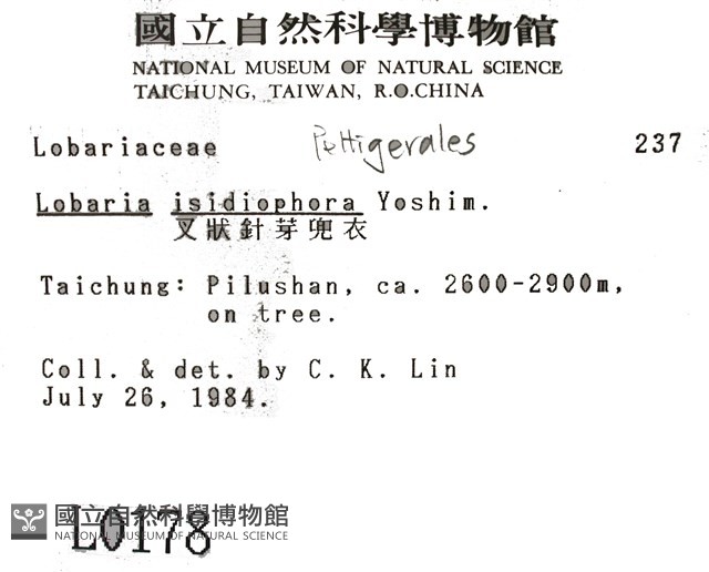 叉狀針芽兜衣藏品圖，第2張
