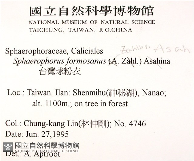 台灣球粉衣藏品圖，第2張