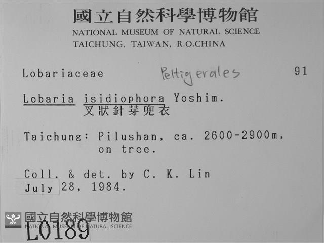 叉狀針芽兜衣藏品圖，第2張