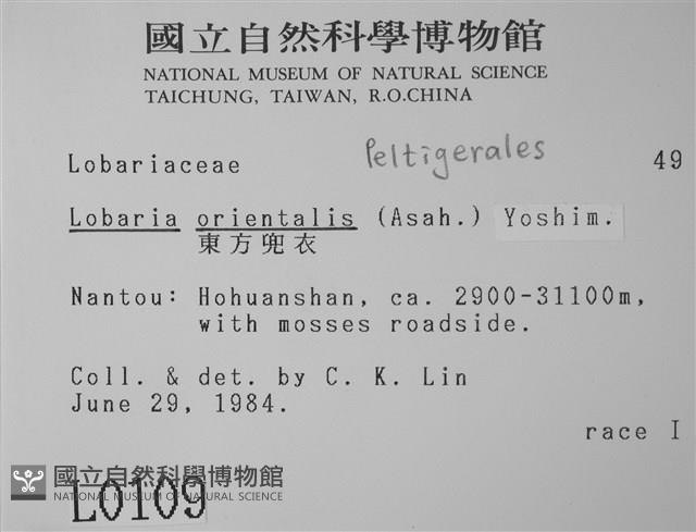 東方兜衣藏品圖，第2張