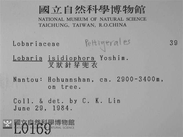 叉狀針芽兜衣藏品圖，第2張