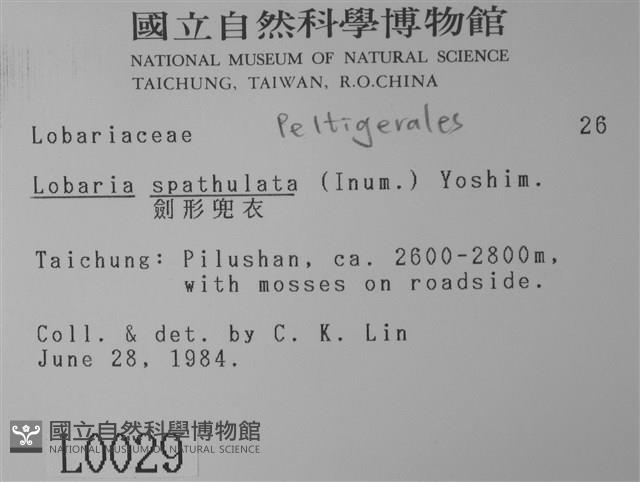 劍形兜衣藏品圖，第2張