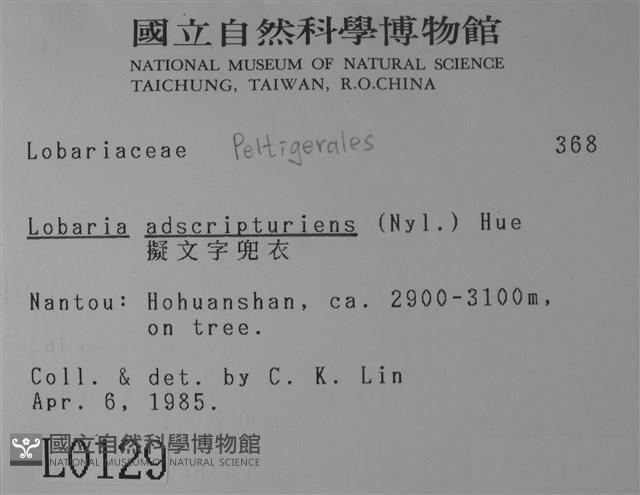 擬文字兜衣藏品圖，第2張