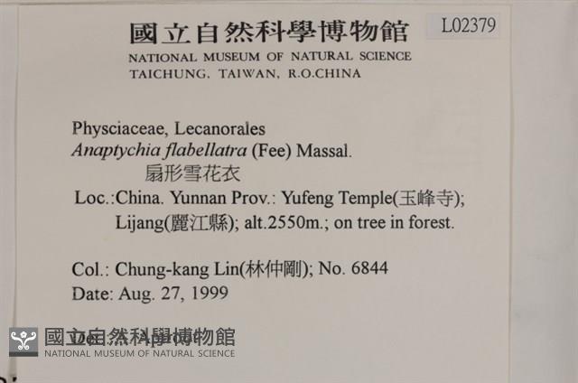 扇形雪花衣藏品圖，第2張