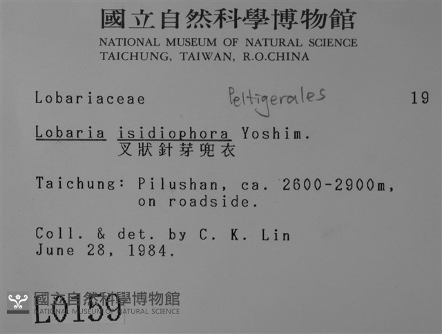 叉狀針芽兜衣藏品圖，第2張