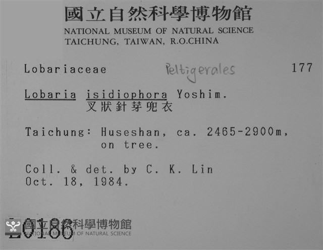 叉狀針芽兜衣藏品圖，第2張