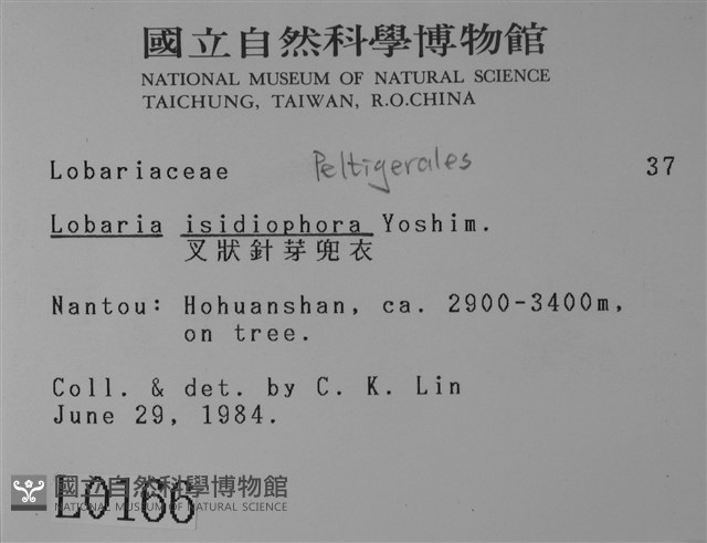 叉狀針芽兜衣藏品圖，第2張