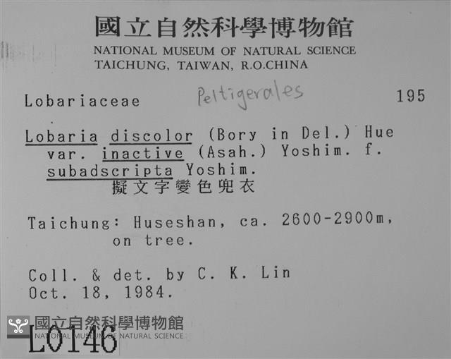 擬文字變色兜衣藏品圖，第2張