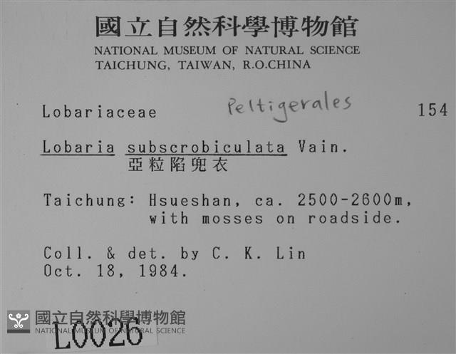 亞粒陷兜衣藏品圖，第2張