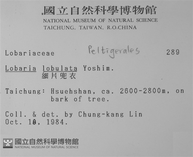 細片兜衣藏品圖，第2張