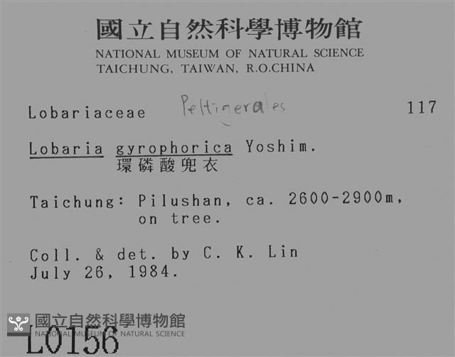 環磷酸兜衣藏品圖，第2張