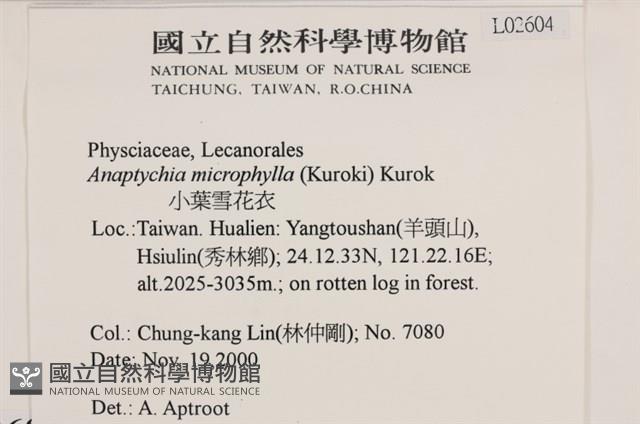 小葉雪花衣藏品圖，第2張