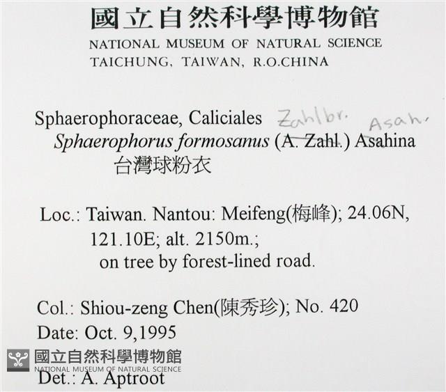 台灣球粉衣藏品圖，第2張