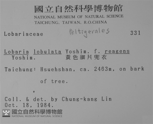 黃色細片兜衣藏品圖，第2張