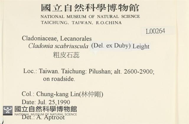 粗皮石蕊藏品圖，第2張