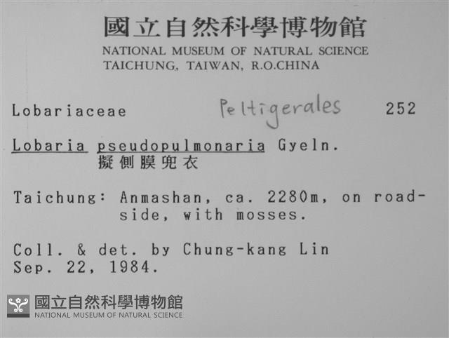 擬側膜兜衣藏品圖，第2張