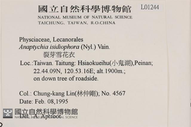 裂芽雪花衣藏品圖，第2張