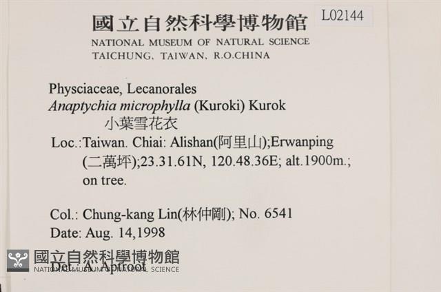 小葉雪花衣藏品圖，第2張