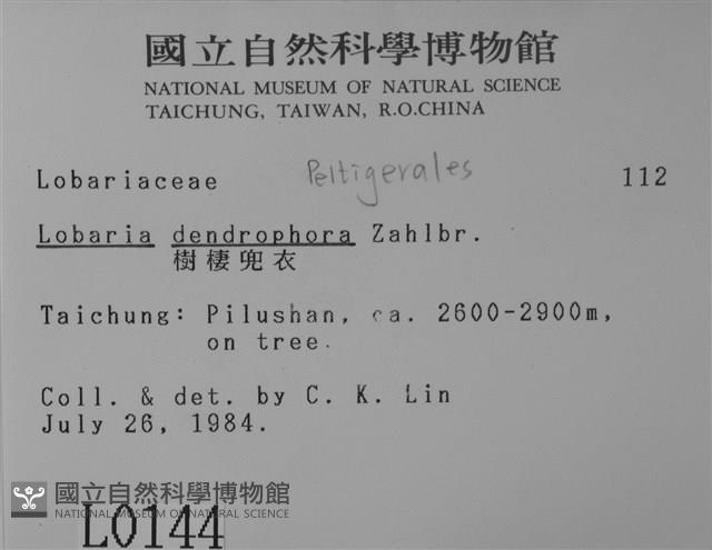 樹棲兜衣藏品圖，第2張