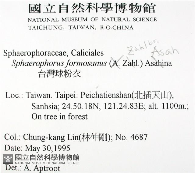 台灣球粉衣藏品圖，第2張