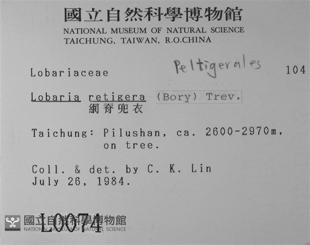 網脊兜衣藏品圖，第2張