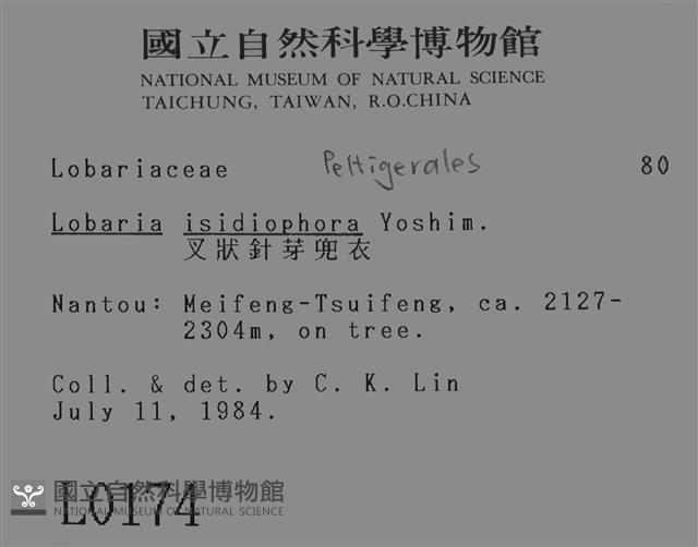 叉狀針芽兜衣藏品圖，第2張