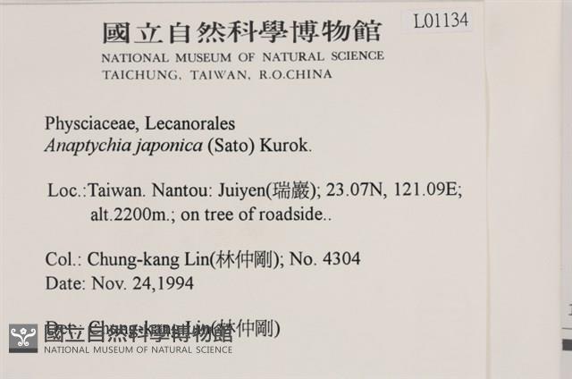 日本雪花衣藏品圖，第2張