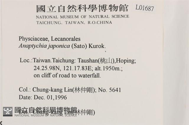 日本雪花衣藏品圖，第2張