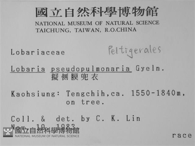 擬側膜兜衣藏品圖，第2張