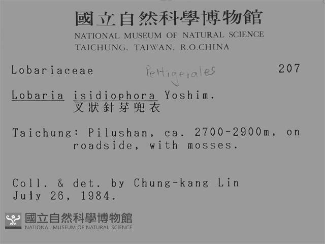 叉狀針芽兜衣藏品圖，第2張