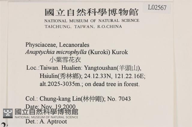 小葉雪花衣藏品圖，第2張