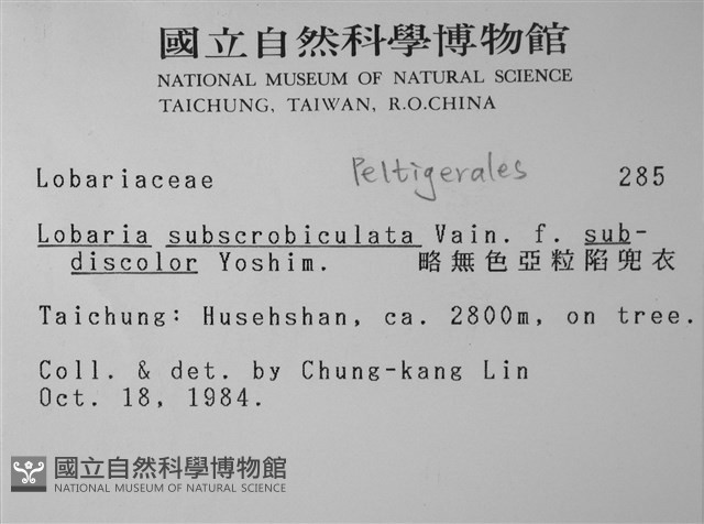 略無色亞粒陷兜衣藏品圖，第2張