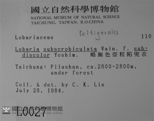 略無色亞粒陷兜衣藏品圖，第2張