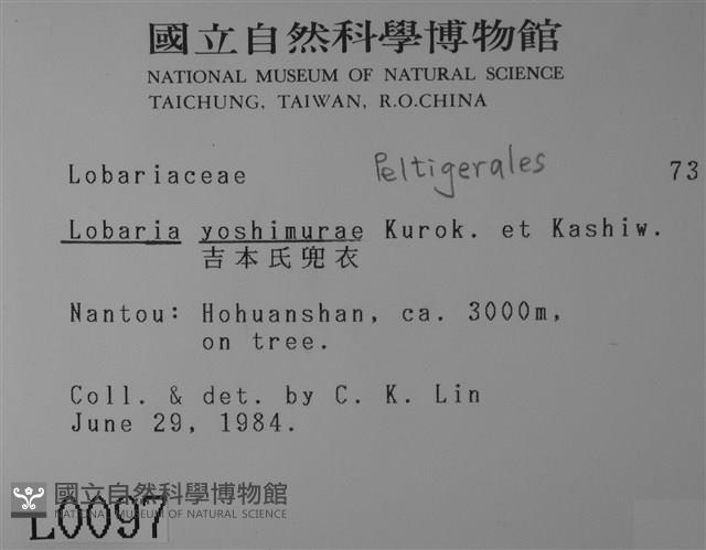 吉本氏兜衣藏品圖，第2張