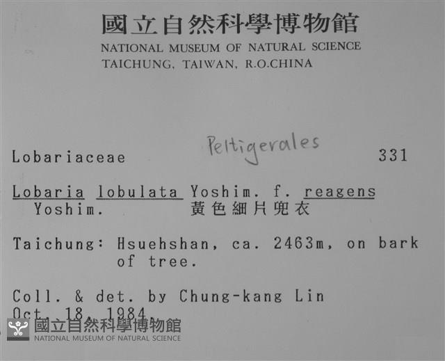 黃色細片兜衣藏品圖，第2張