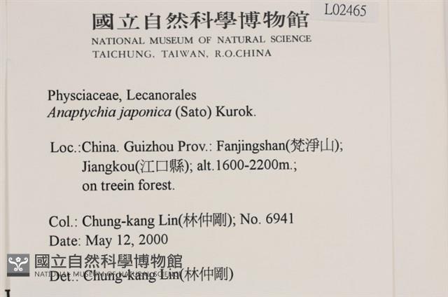 日本雪花衣藏品圖，第2張