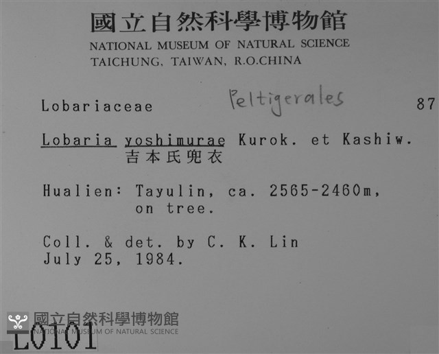 吉本氏兜衣藏品圖，第2張