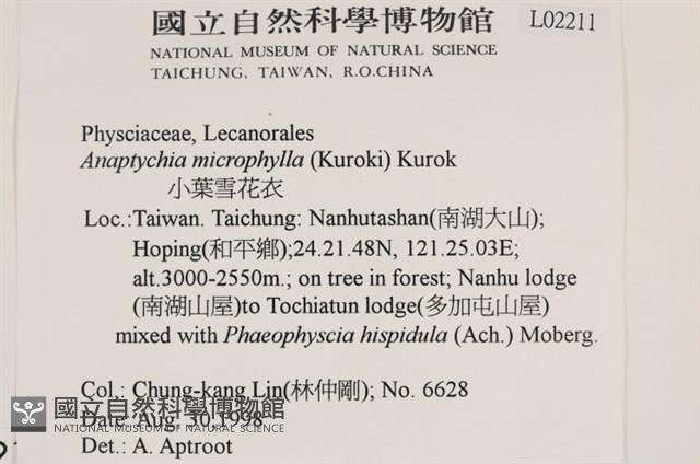 小葉雪花衣藏品圖，第2張