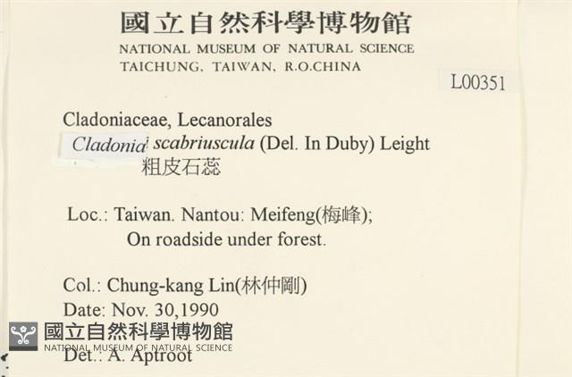 粗皮石蕊藏品圖，第2張