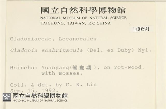 粗皮石蕊藏品圖，第2張