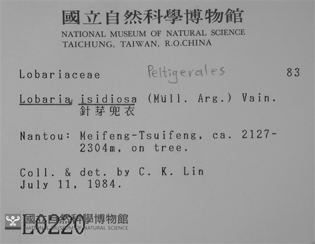 針芽兜衣藏品圖，第2張