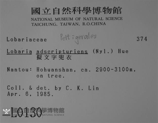 擬文字兜衣藏品圖，第2張