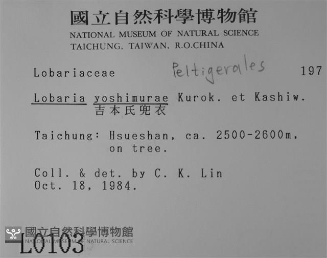 吉本氏兜衣藏品圖，第2張