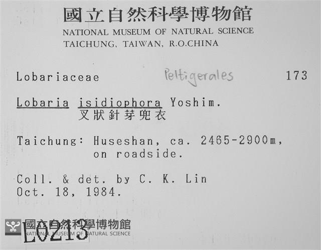 叉狀針芽兜衣藏品圖，第2張