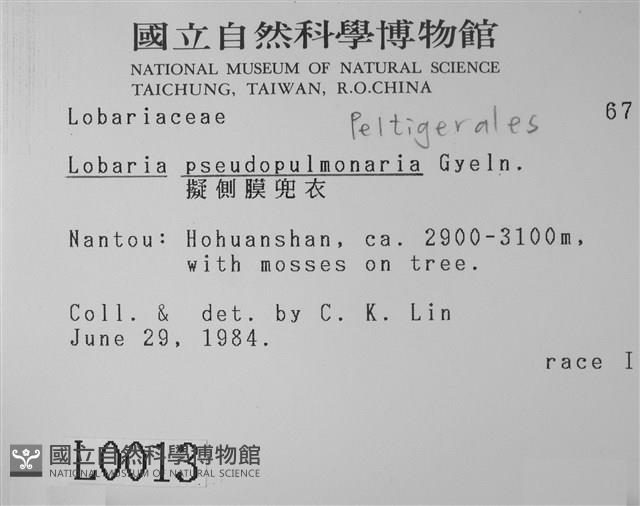 擬側膜兜衣藏品圖，第2張